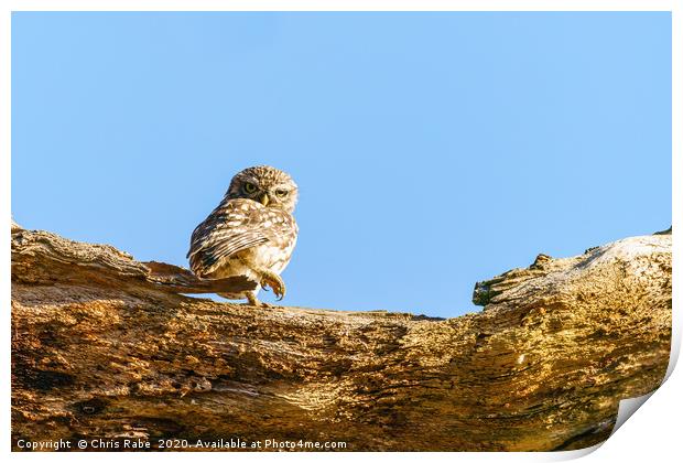 Little Owl standing looking back over shoulder Print by Chris Rabe