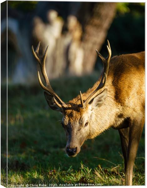 Red deer stag Canvas Print by Chris Rabe