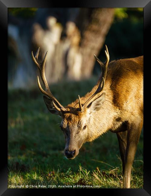Red deer stag Framed Print by Chris Rabe
