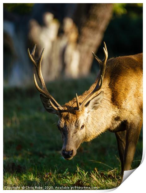 Red deer stag Print by Chris Rabe