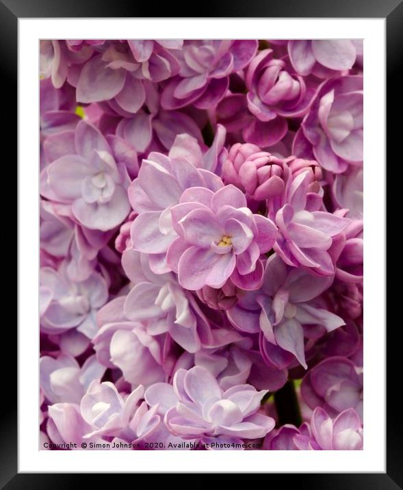 lilac flower Framed Mounted Print by Simon Johnson