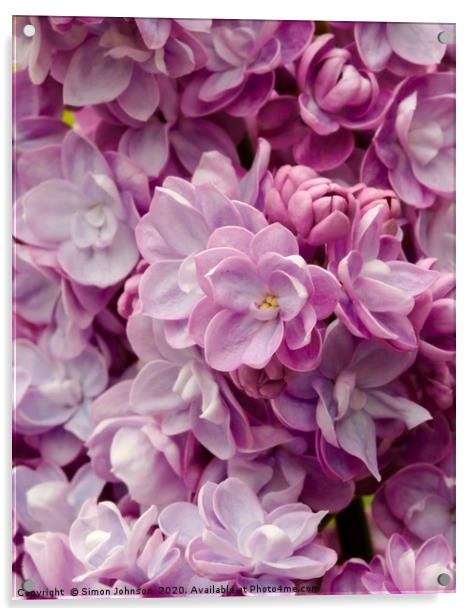 lilac flower Acrylic by Simon Johnson