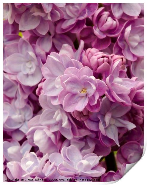 lilac flower Print by Simon Johnson