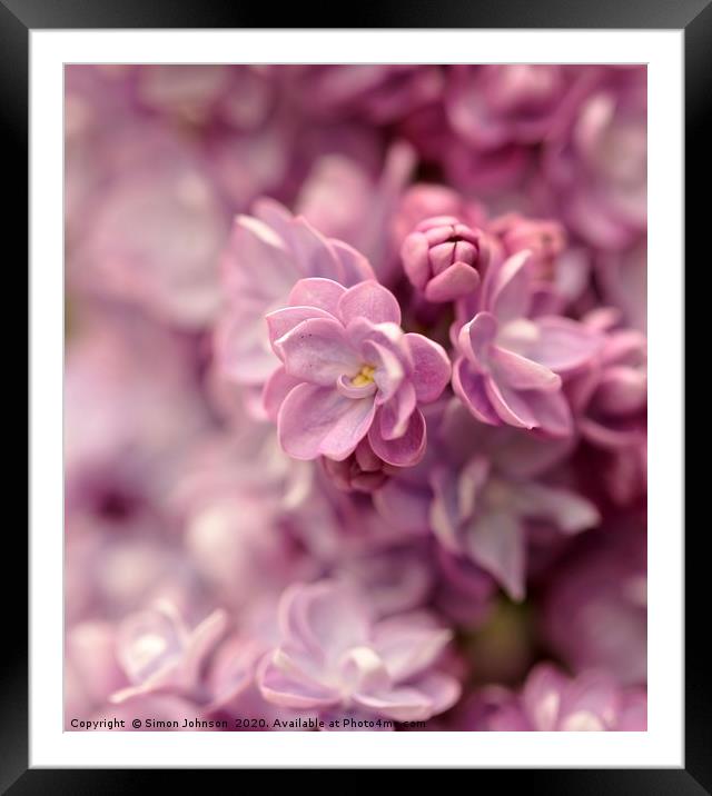 lilac. flower close up Framed Mounted Print by Simon Johnson