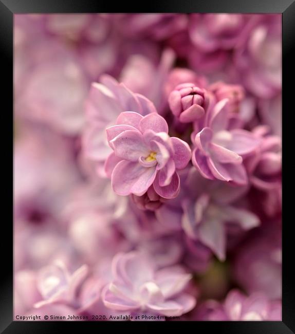 lilac. flower close up Framed Print by Simon Johnson