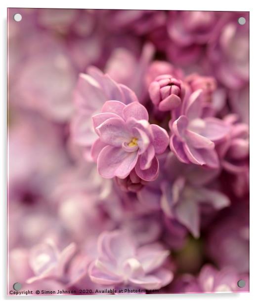 lilac. flower close up Acrylic by Simon Johnson