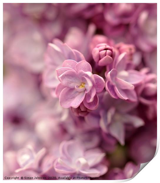 lilac. flower close up Print by Simon Johnson