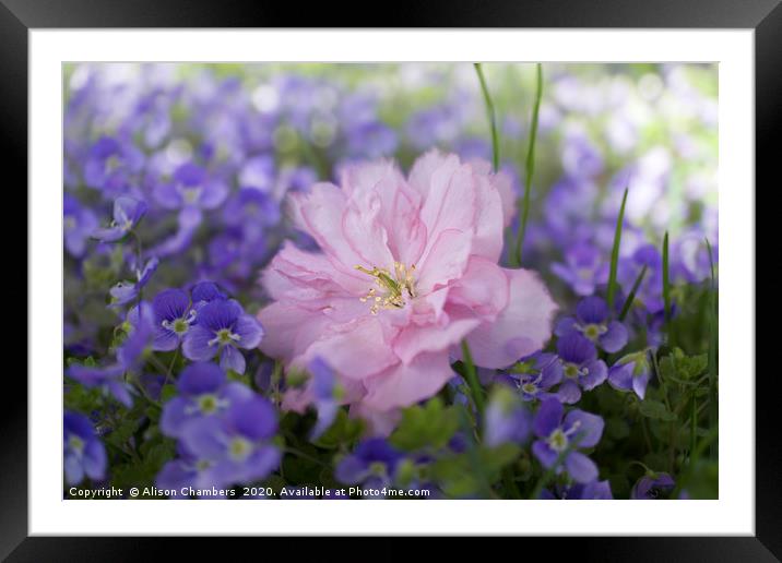 Fallen Blossom  Framed Mounted Print by Alison Chambers