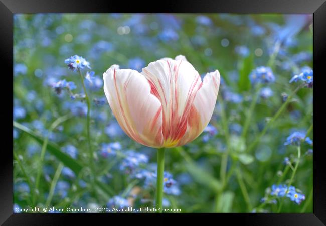 Tulip Pink Parfait Framed Print by Alison Chambers