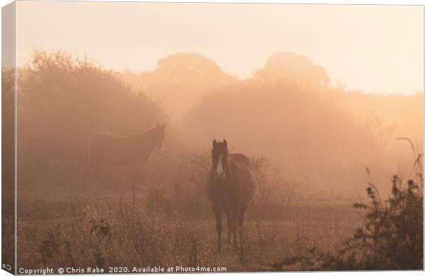 Horses on a foggy autumn morning at dawn Canvas Print by Chris Rabe