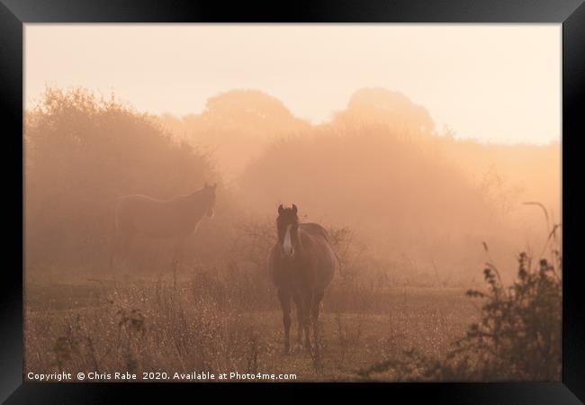 Horses on a foggy autumn morning at dawn Framed Print by Chris Rabe