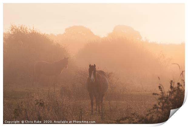 Horses on a foggy autumn morning at dawn Print by Chris Rabe