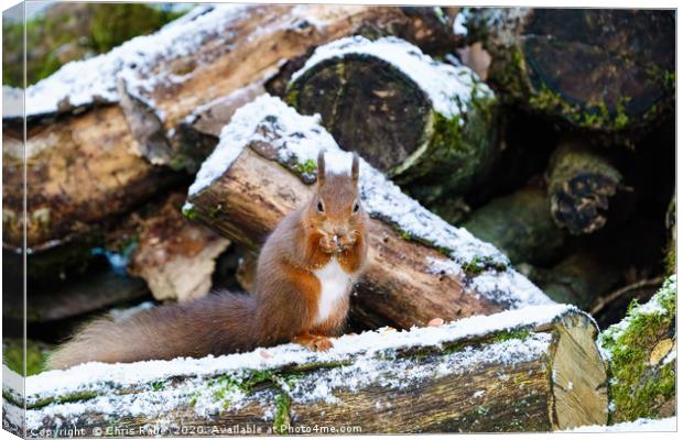 red squirrel eating nut in some light snow  Canvas Print by Chris Rabe