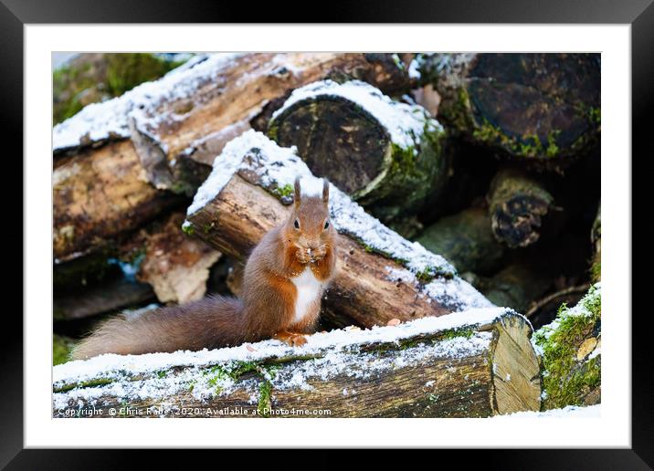 red squirrel eating nut in some light snow  Framed Mounted Print by Chris Rabe