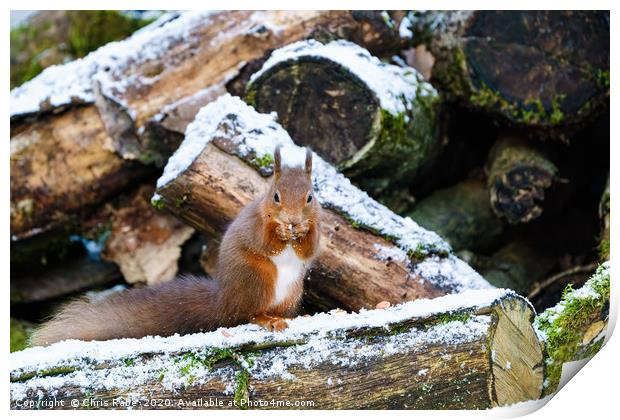 red squirrel eating nut in some light snow  Print by Chris Rabe