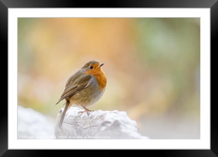 European Robin in light snow Framed Mounted Print by Chris Rabe