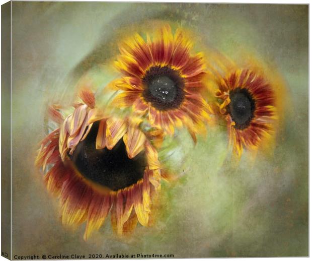 Sunflowers In A Spin Canvas Print by Caroline Claye