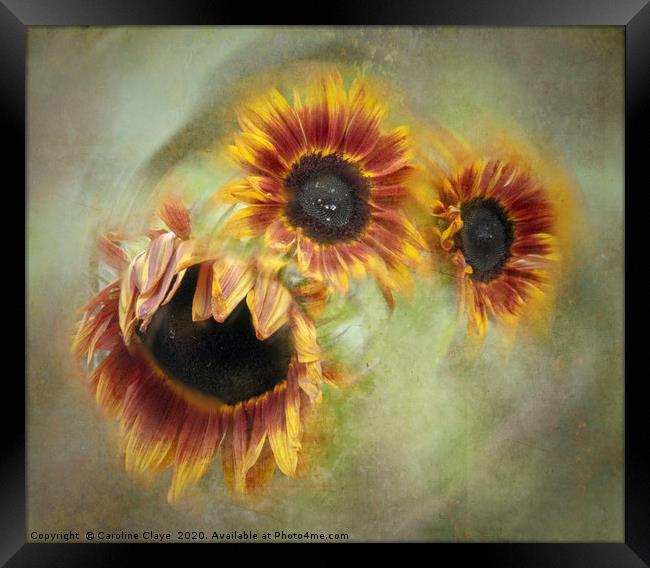 Sunflowers In A Spin Framed Print by Caroline Claye