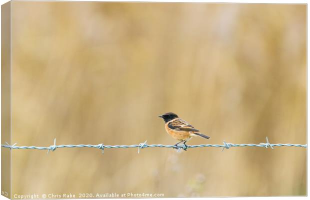 Stonechat perched on wire Canvas Print by Chris Rabe