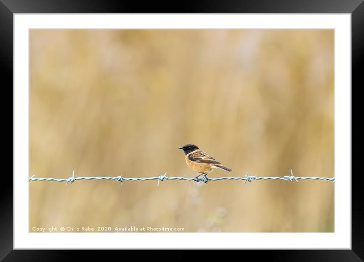 Stonechat perched on wire Framed Mounted Print by Chris Rabe