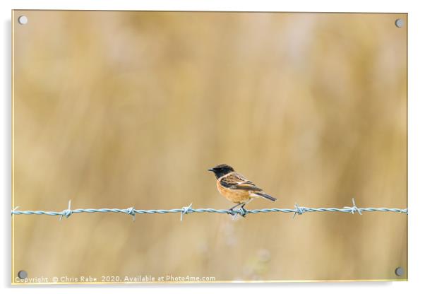 Stonechat perched on wire Acrylic by Chris Rabe