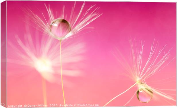 Dandelion Refraction Pink Canvas Print by Darren Wilkes