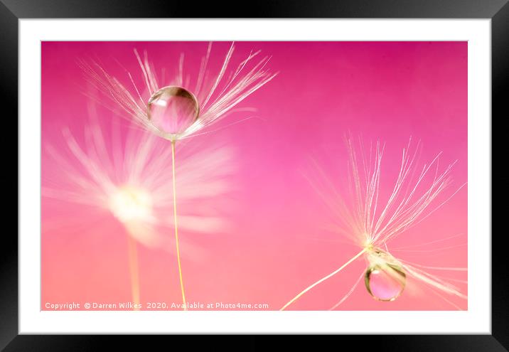 Dandelion Refraction Pink Framed Mounted Print by Darren Wilkes