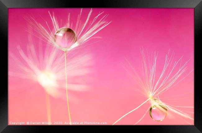 Dandelion Refraction Pink Framed Print by Darren Wilkes