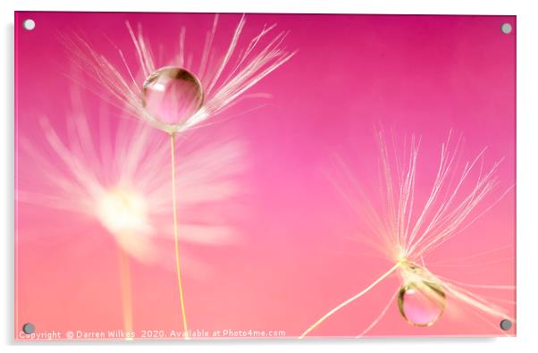 Dandelion Refraction Pink Acrylic by Darren Wilkes