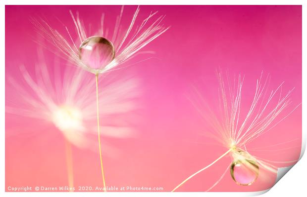 Dandelion Refraction Pink Print by Darren Wilkes