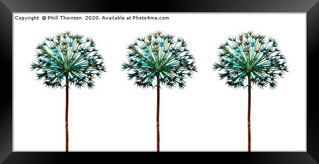 Abstract studio images of a dried Allium plant. Framed Print by Phill Thornton