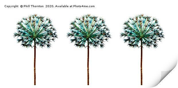 Abstract studio images of a dried Allium plant. Print by Phill Thornton