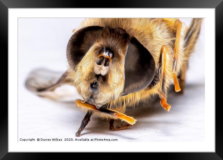 Honey Bee  Framed Mounted Print by Darren Wilkes