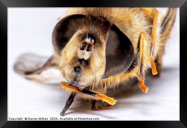 Honey Bee  Framed Print by Darren Wilkes