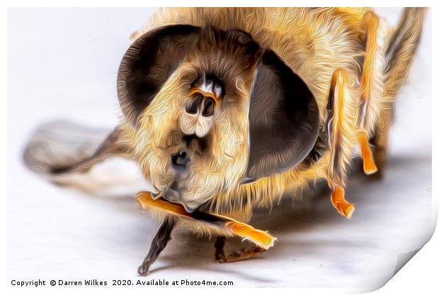 Honey Bee  Print by Darren Wilkes