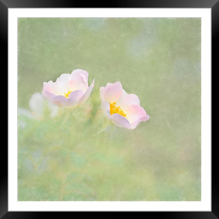 Photo art White dog rose (Rosa cania) Framed Mounted Print by Hugh McKean