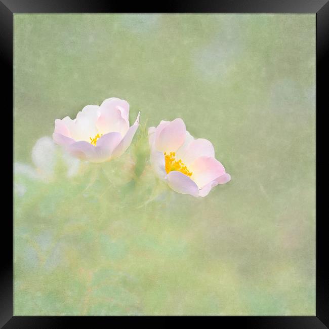 Photo art White dog rose (Rosa cania) Framed Print by Hugh McKean