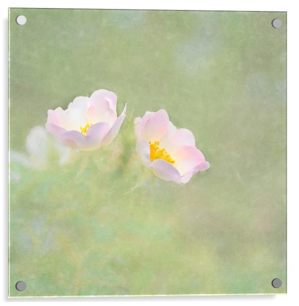 Photo art White dog rose (Rosa cania) Acrylic by Hugh McKean