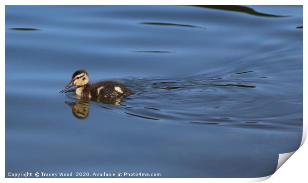 Little Duckling Print by Tracey Wood