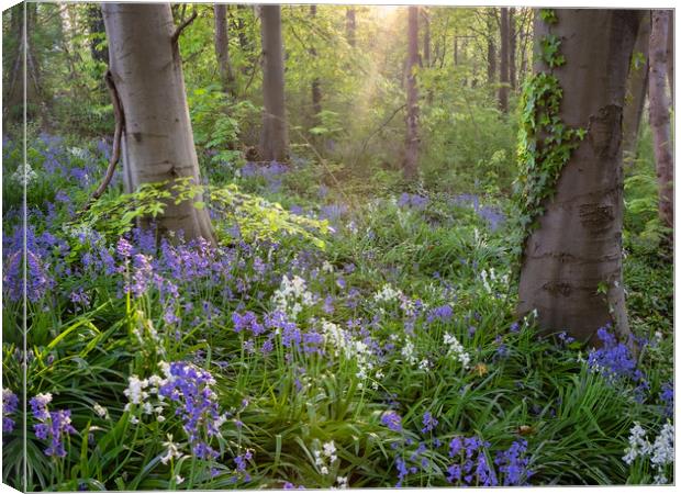 Bluebell Wood Canvas Print by Paul Andrews