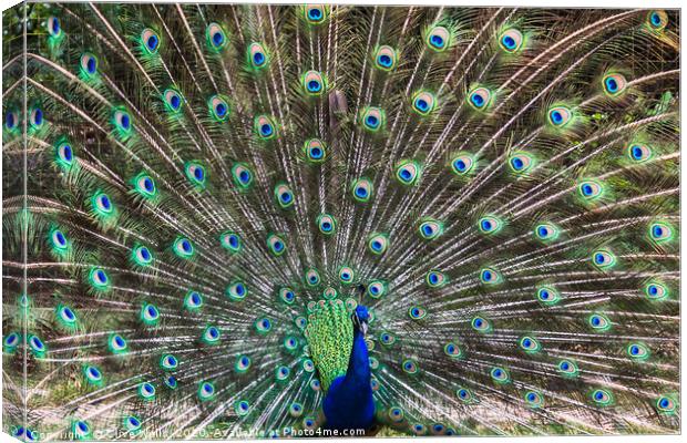 Lovely show of feathers from this Peacock Canvas Print by Clive Wells