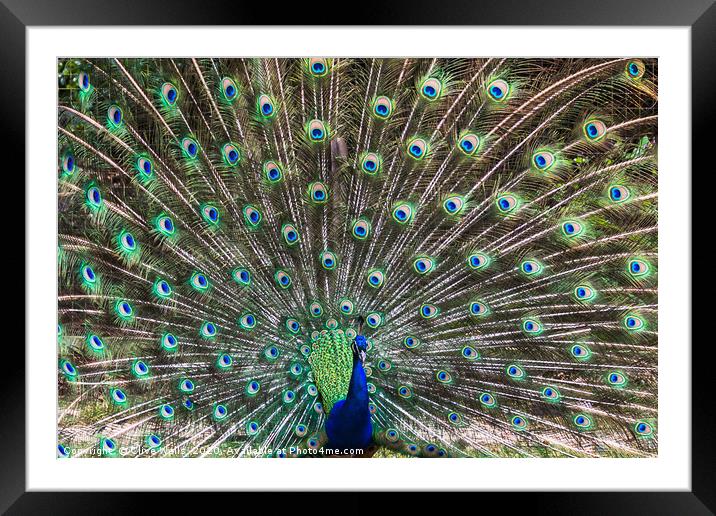 Lovely show of feathers from this Peacock Framed Mounted Print by Clive Wells