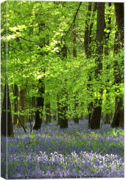 Bluebells and Beech Leaves Canvas Print by Simon Johnson