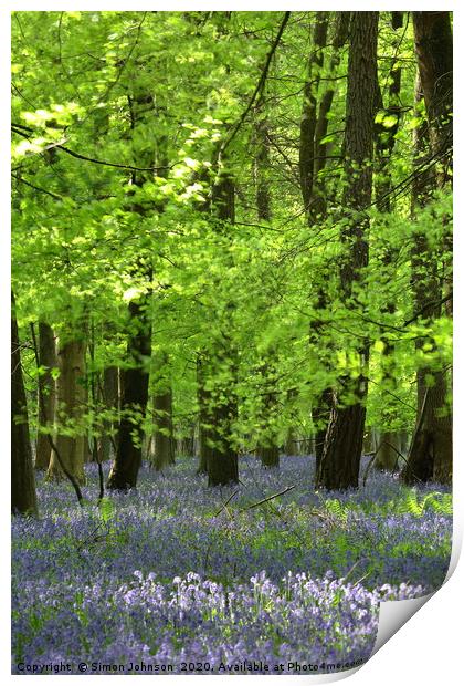 Bluebells and Beech Leaves Print by Simon Johnson