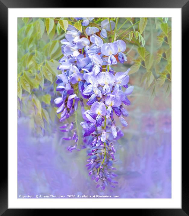Wisteria  Framed Mounted Print by Alison Chambers