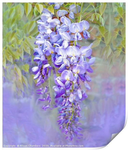 Wisteria  Print by Alison Chambers