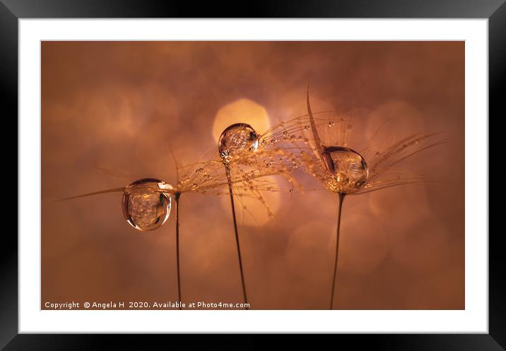 Dandelion Seeds Framed Mounted Print by Angela H