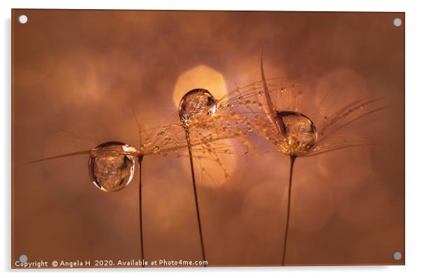 Dandelion Seeds Acrylic by Angela H