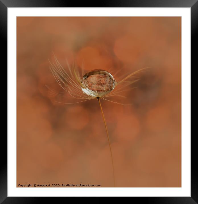 Dandelion Seed Framed Mounted Print by Angela H