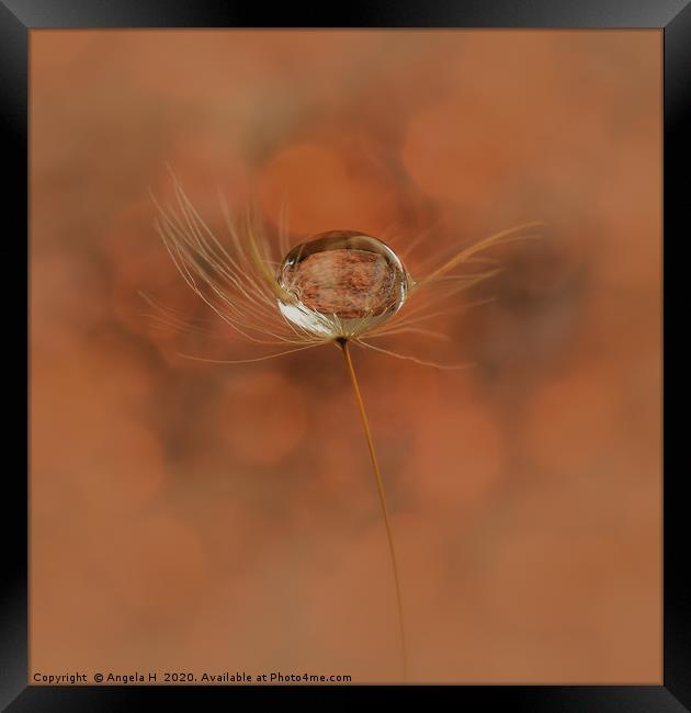 Dandelion Seed Framed Print by Angela H